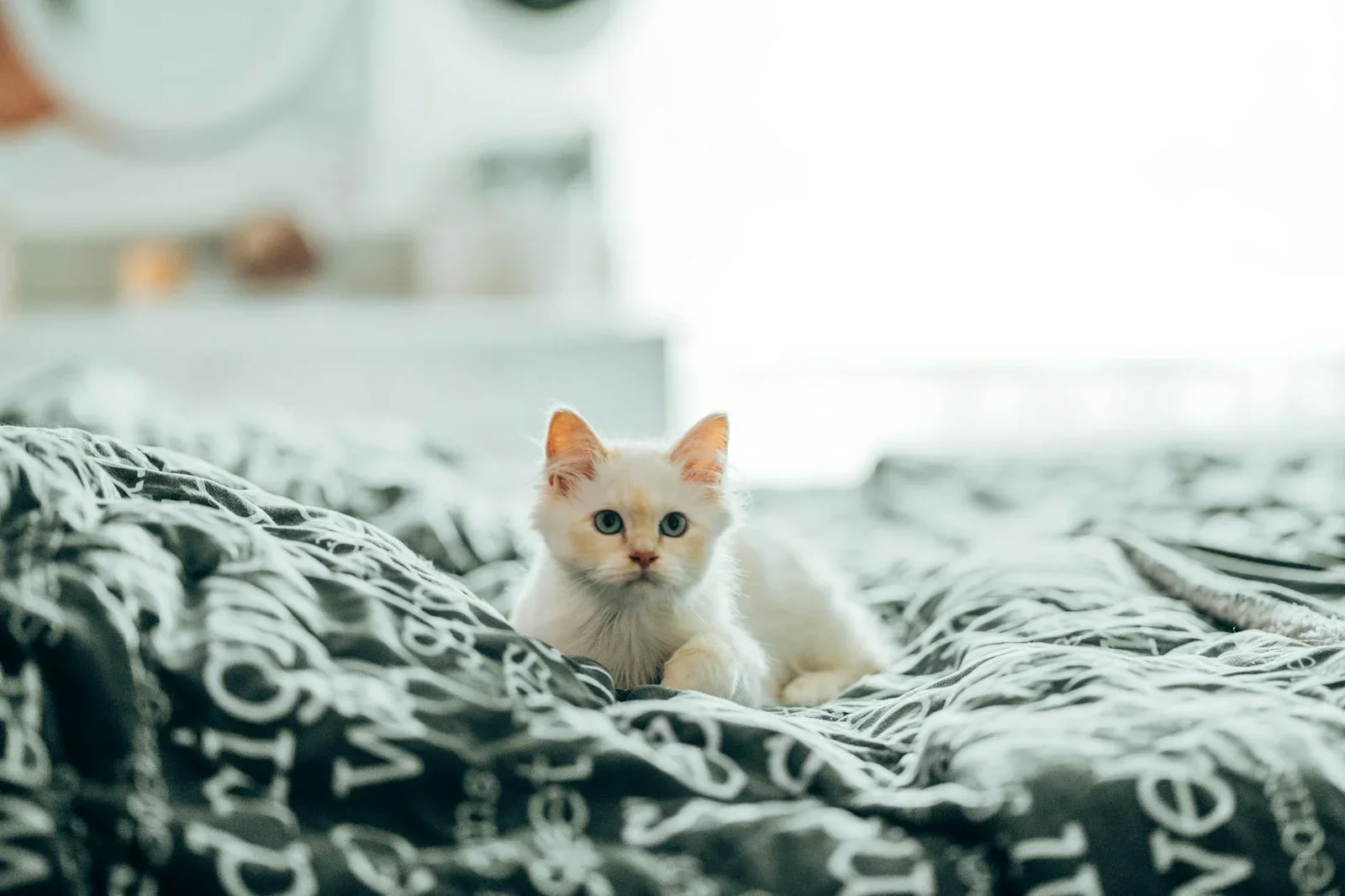 Nắng nhẹ qua khung cửa chiếu lên giường ngủ êm ái, nơi thú cưng thư thái nghỉ ngơi, mang lại bầu không khí tĩnh lặng. | Thiết kế nội thất 24
