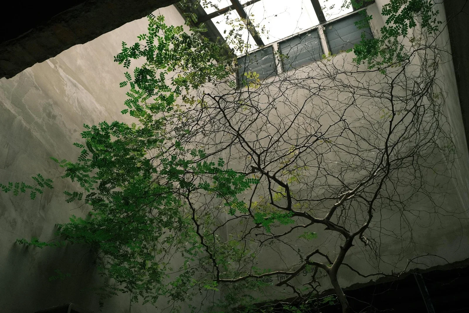 Giếng trời kết hợp cây xanh trong sân bê tông mộc mạc, mang thiên nhiên vào lõi nhà phố, cân bằng sinh thái hiệu quả. | Thiết kế nội thất 24