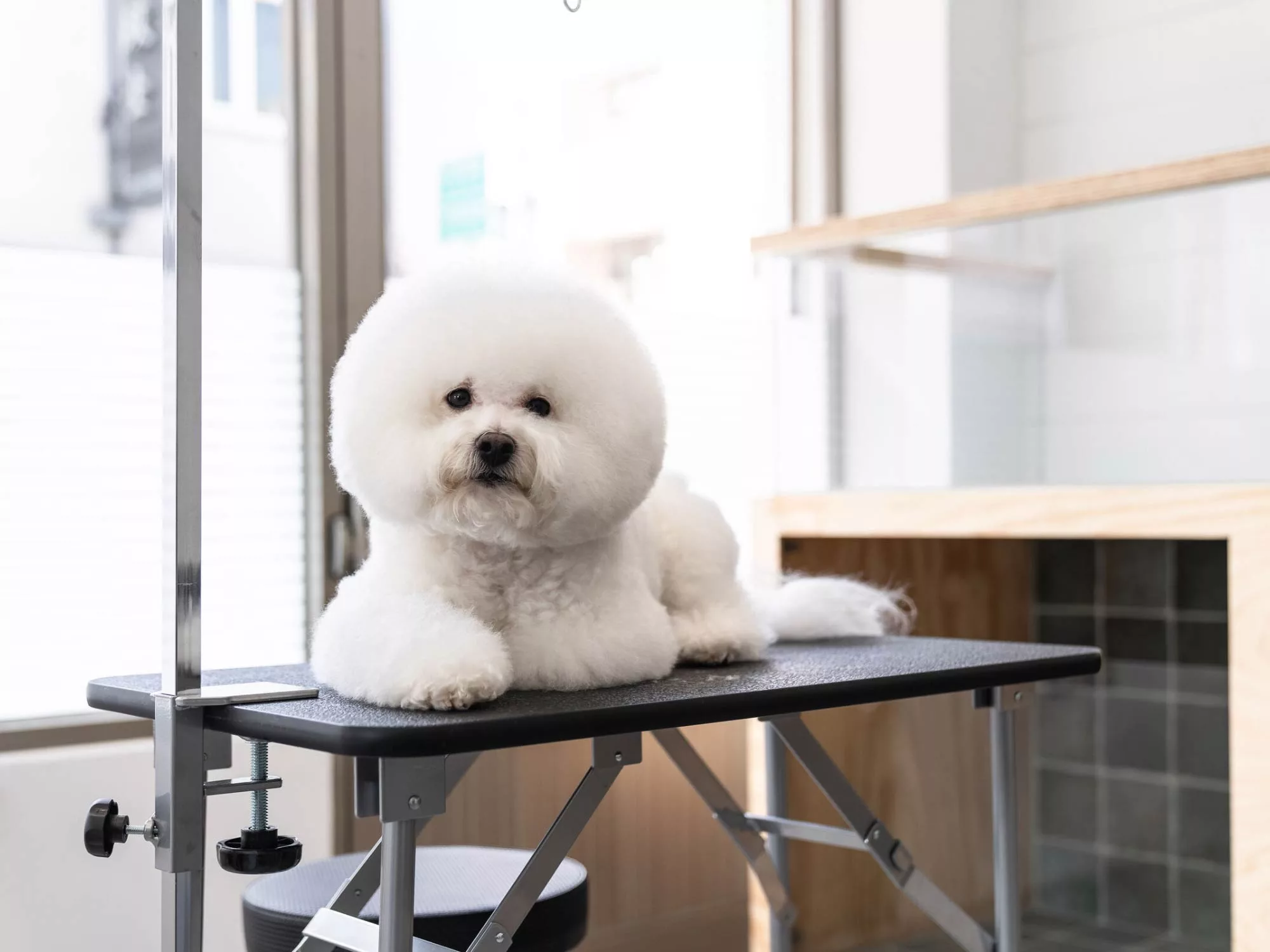 Không Gian Tinh Tế Của Pet Life