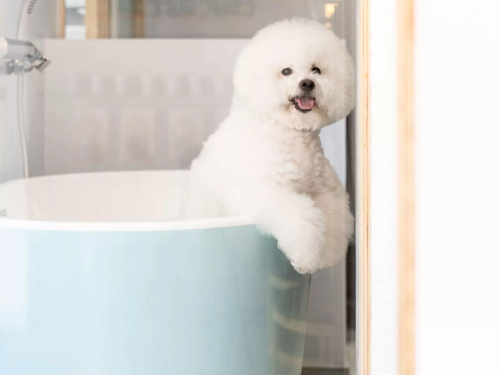 Không Gian Tinh Tế Của Pet Life